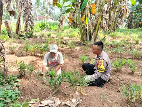 Bhabinkamtibmas Sambangi Petani, Perkuat Ketahanan Pangan Warga Pekon Banyumas